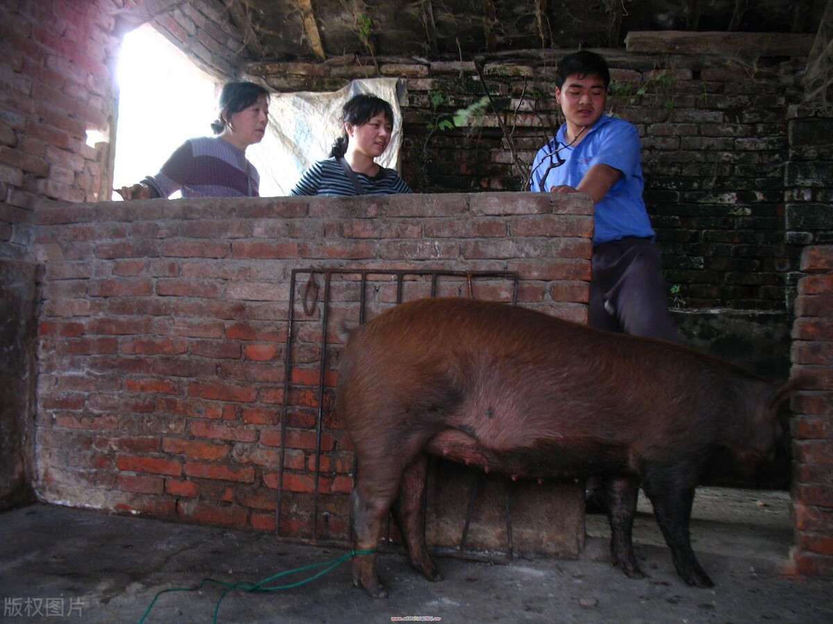 三元标猪4.7元,小猪百元5头,提前两周公布收储计划,有何猫腻?