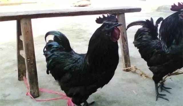 农村养殖种植与三农创业致富项目,2022三农养殖业致富项目