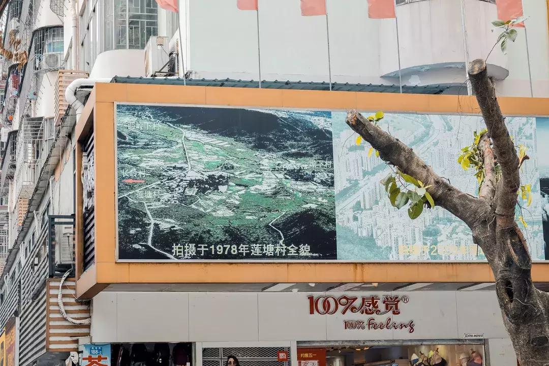 附近莲塘,附近的莲塘