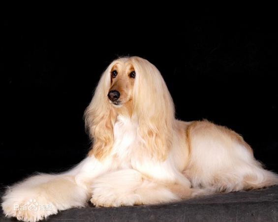 性格温顺的大型犬品种,宠物狗大型犬都有哪些品种