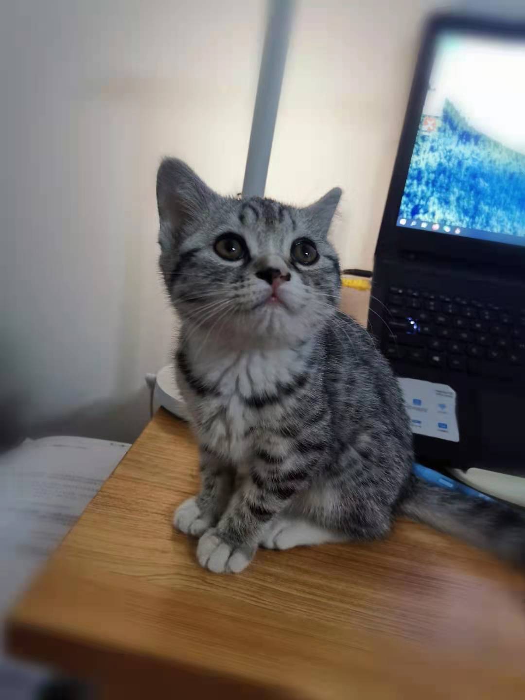 猫咪暖心故事合集,我家猫咪的故事