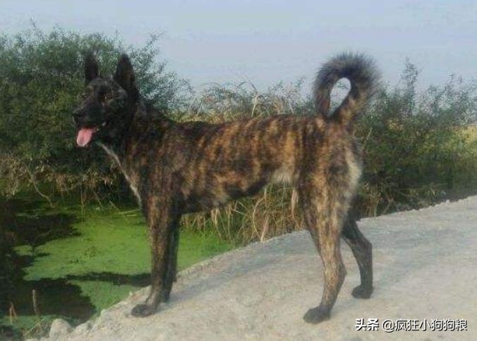 战斗力最强的土狗是什么品种,这40种土狗其实都是超酷的品种犬