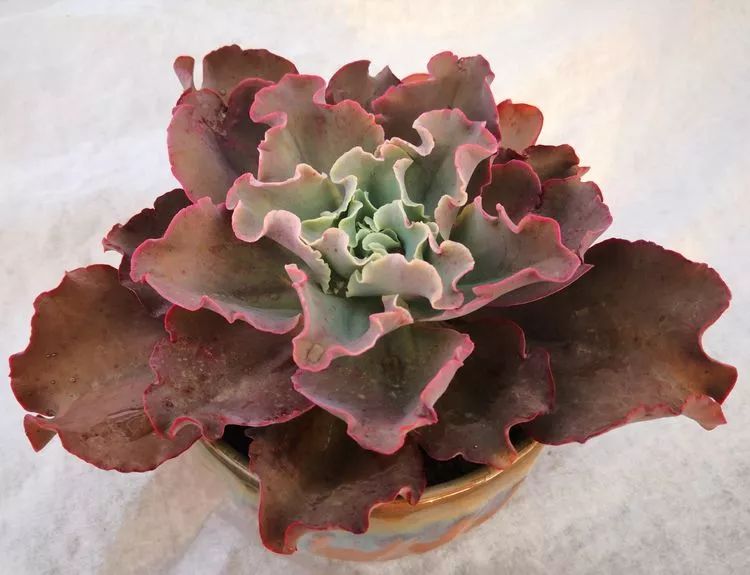 最美的20种多肉,15种最美的多肉