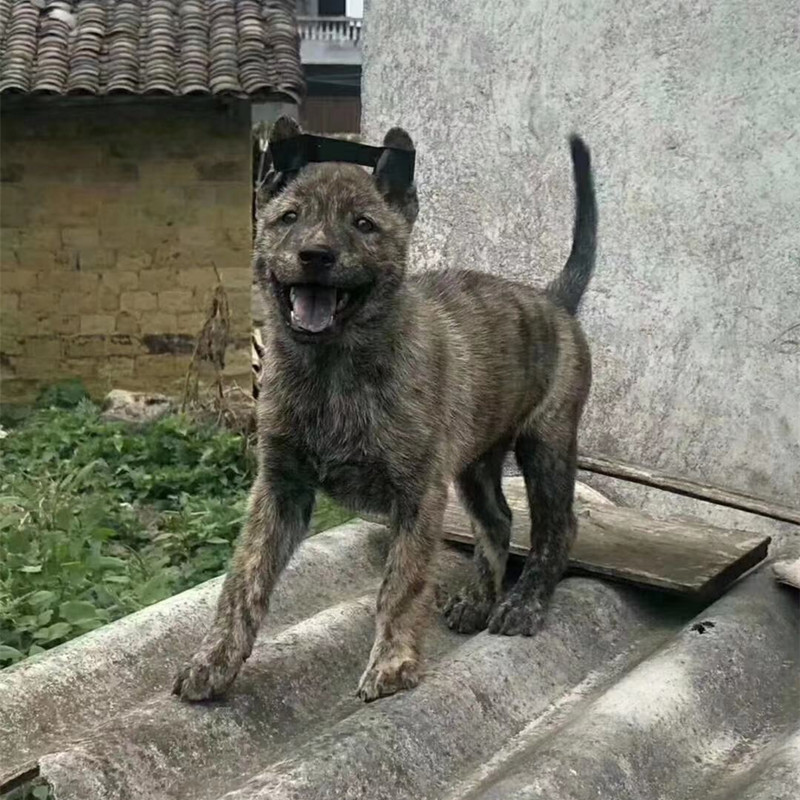 适合家养且不掉毛的狗狗有哪些,狗狗有这些特点其实没有那么长命