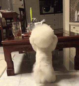 现在什么小型犬最便宜,不考虑价格哪种小型犬比较好