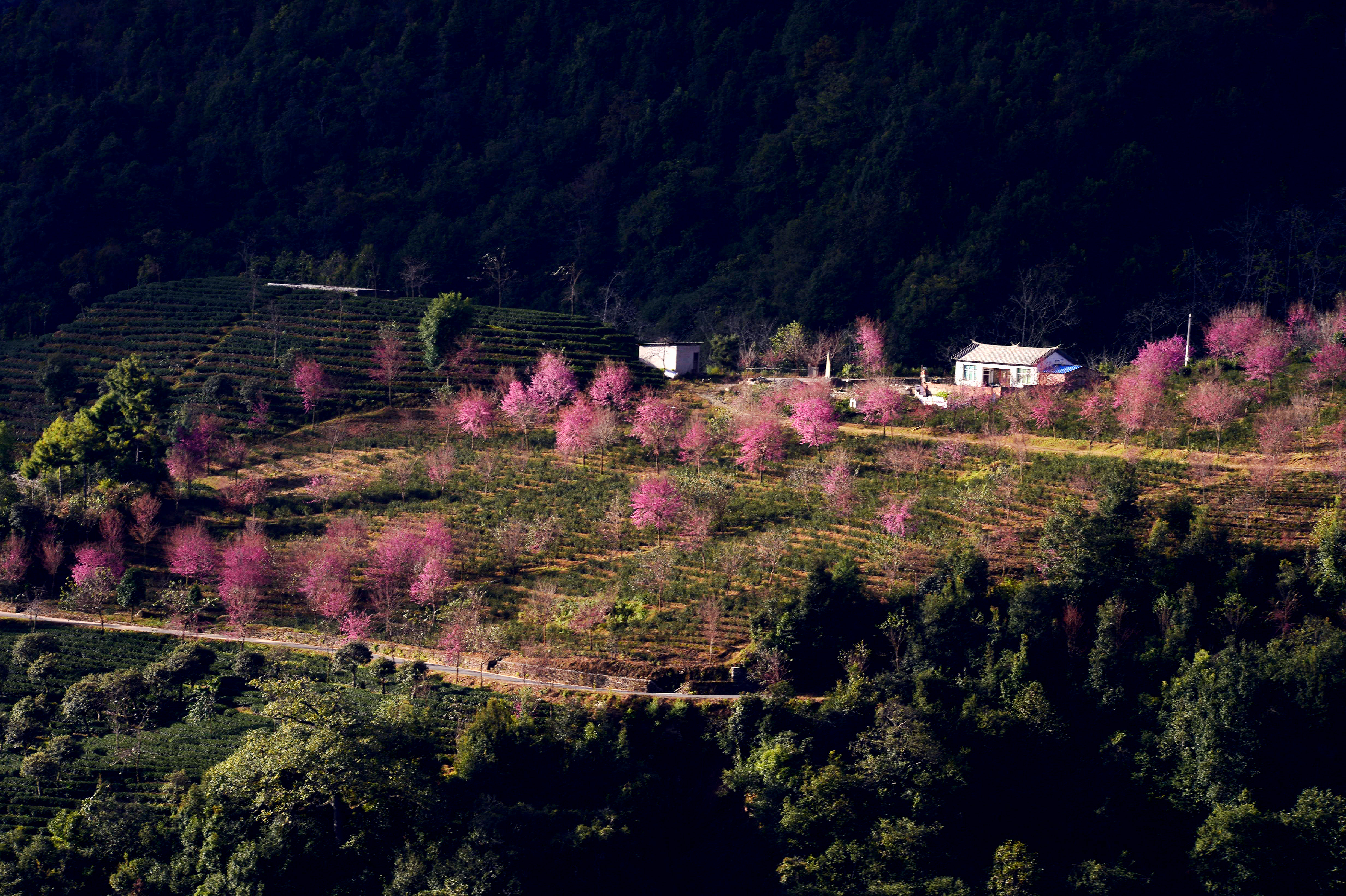 2023腾冲看银杏最佳时间,腾冲看银杏树旅游攻略