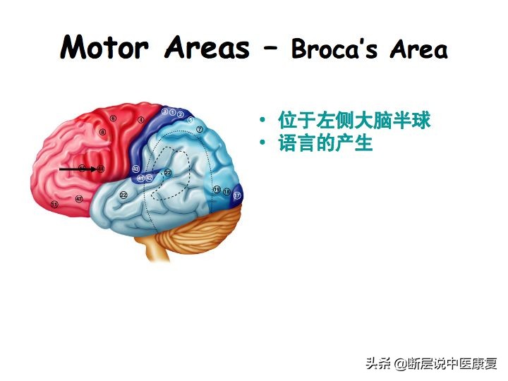 中枢神经系统断层解剖讲解,中枢神经3d解剖动画