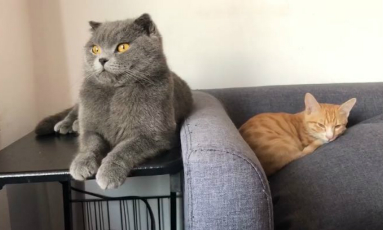 新手第一次养猫需要注意什么事项,新手养猫要注意什么给你22条建议