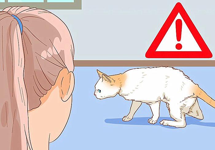 猫咪尿频治疗视频,猫咪尿频治疗药