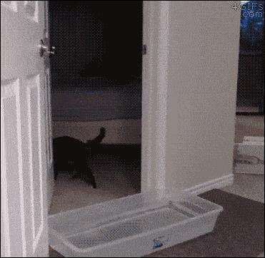 猫比狗聪明吗知乎,猫比狗诚实吗