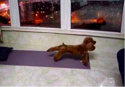 上班族养狗正确方法,上班族怎么养刚满月的狗