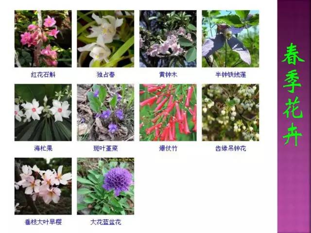 花卉大全500种观叶植物名称,1332种常见花卉植物图谱