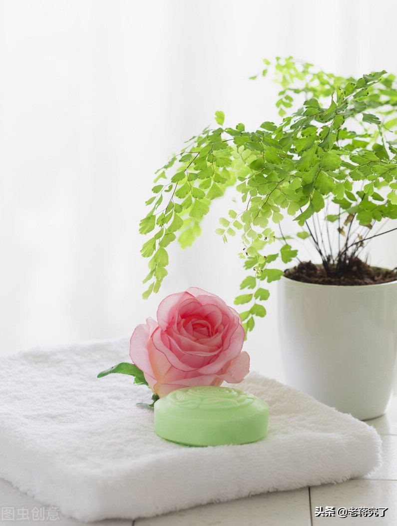 铁线蕨买回家叶子都干了,铁线蕨买回来