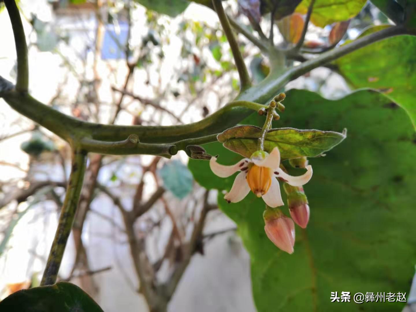 露天种植番茄如何预防霜冻,如何防止果树受冻