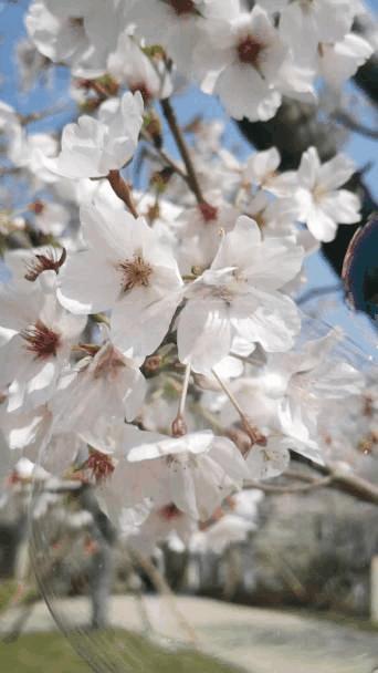 华为mate20pro如何变快,华为mate20pro慢动作怎么拍