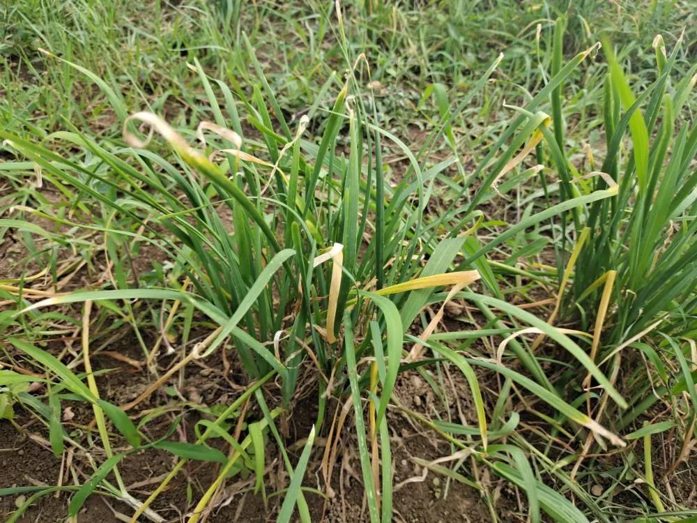 夏天韭菜发黄打什么药,韭菜容易黄有什么办法弄