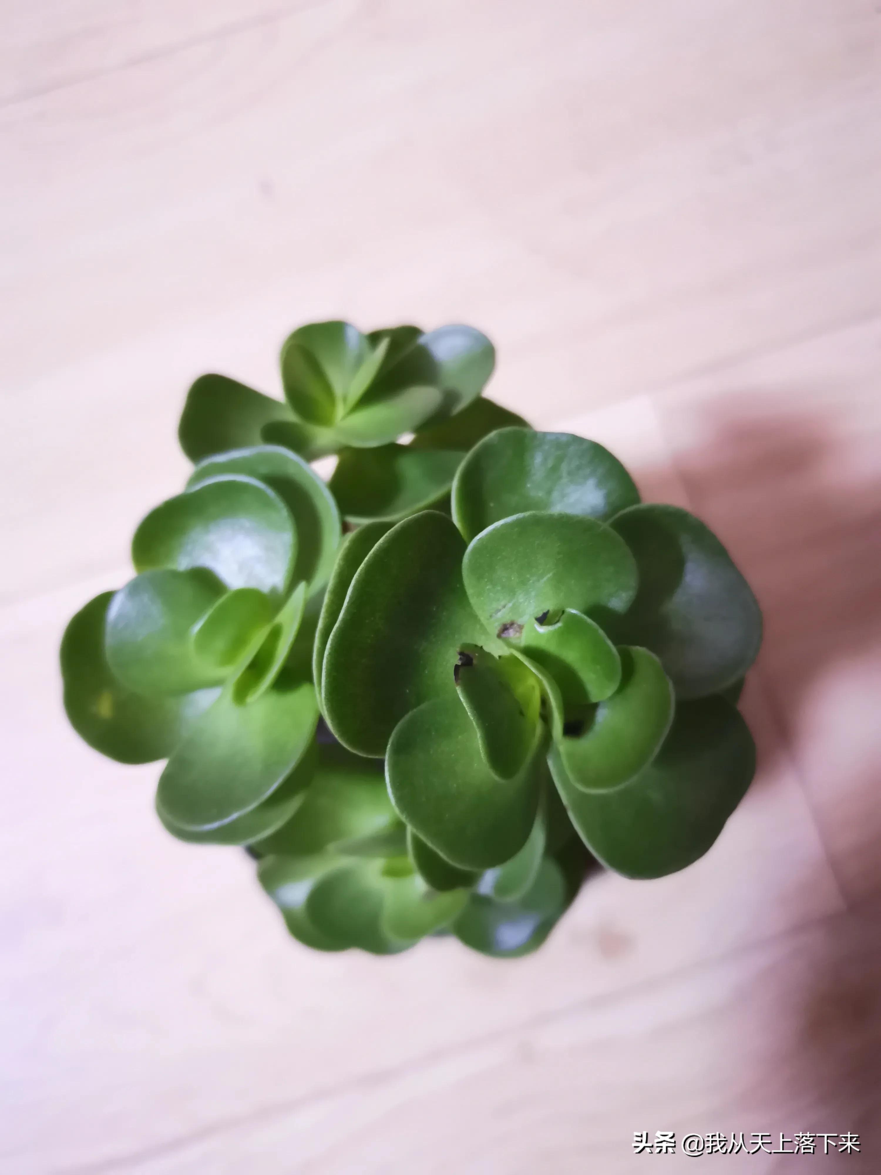 89种常见多肉植物品种图，实物拍摄，还不认识的小伙伴赶紧收藏好