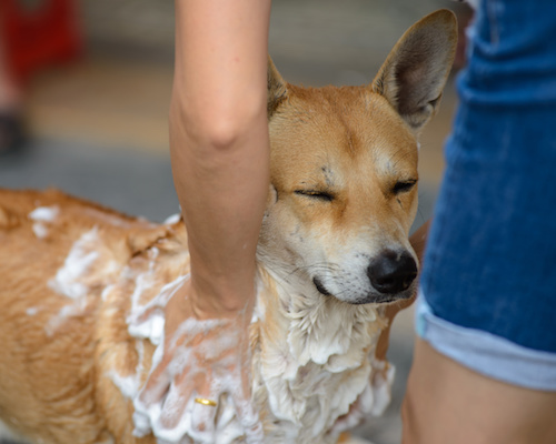 为啥一换环境幼犬就生病,刚到家的幼犬洗澡为什么会生病