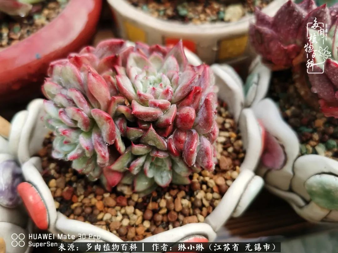 多肉变美是需要时间的,千万别辜负了多肉变美的黄金季节