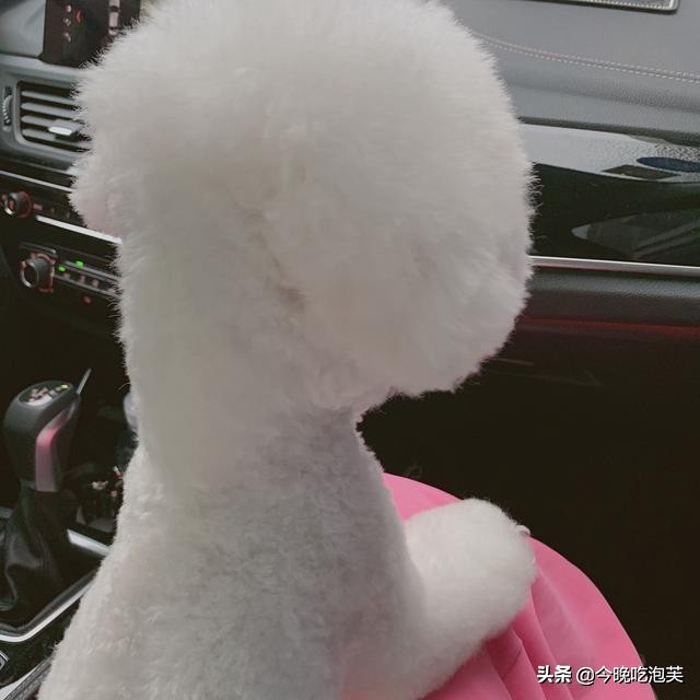 狗狗真的有紧急避孕药吗？