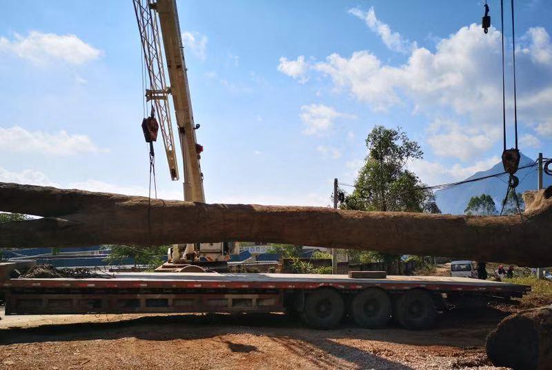 金丝楠木阴沉木和枯木有什么区别,金丝楠木阴沉木为什么夜里香味重