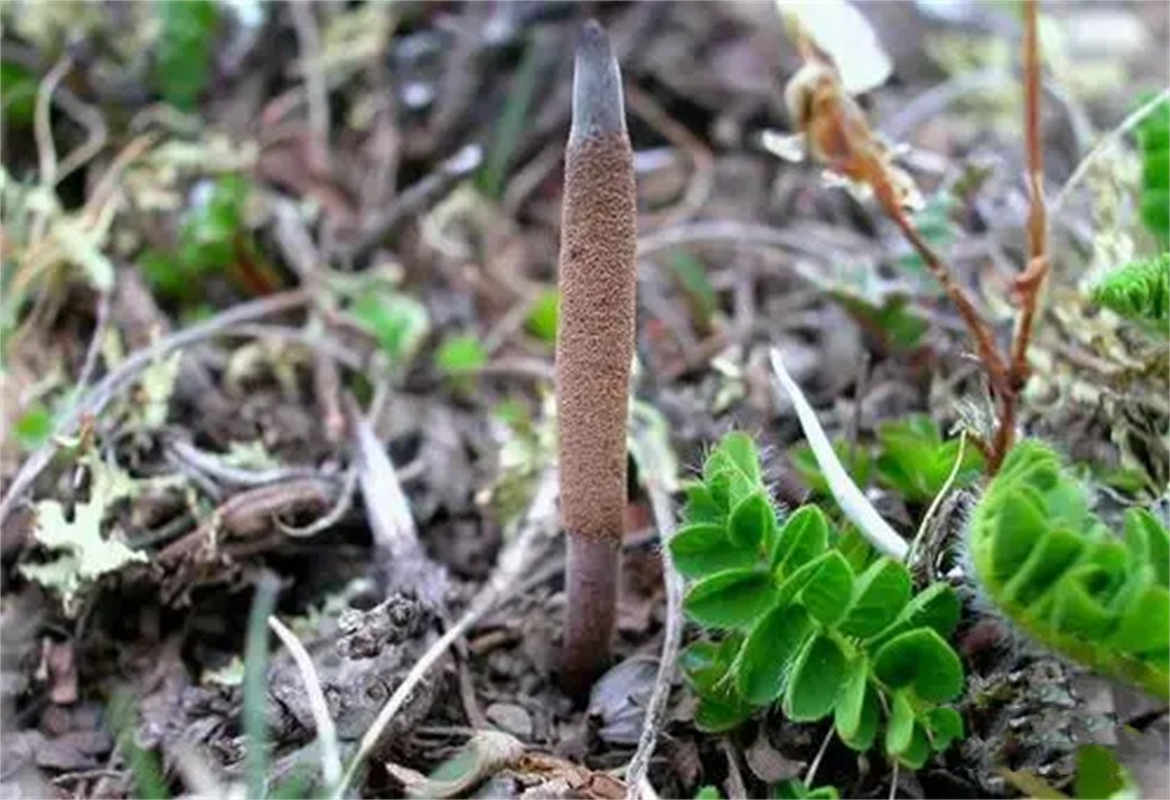 冬虫夏草最低价一包是多少,冬虫夏草的价格为啥上不去