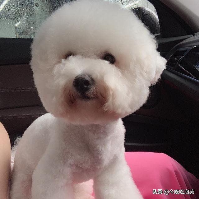 狗狗趾间炎用紫药水可以吗,狗狗吃了紫药水会怎样