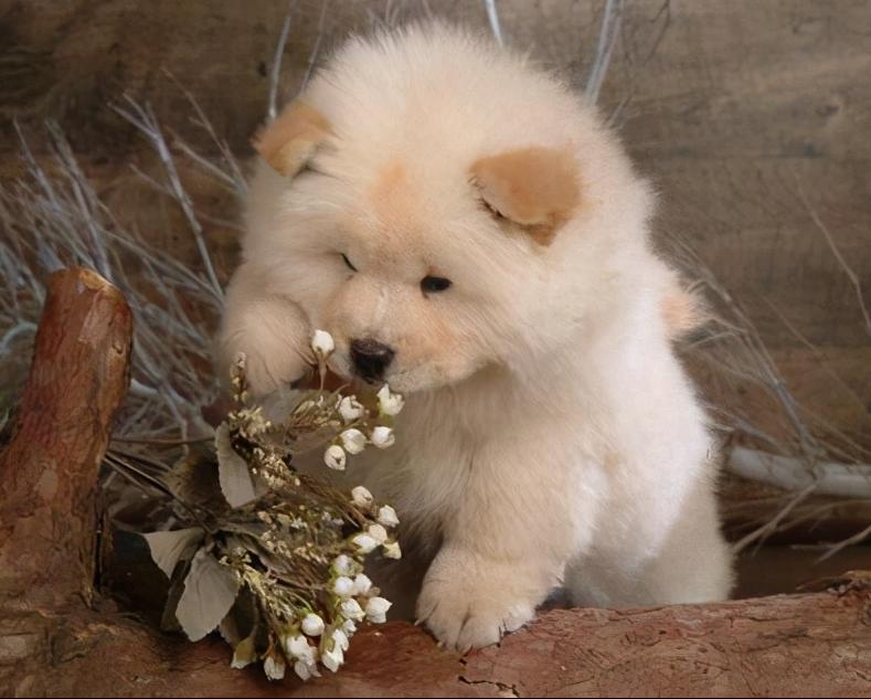 中国名犬松狮犬,松狮犬一生认几个主人