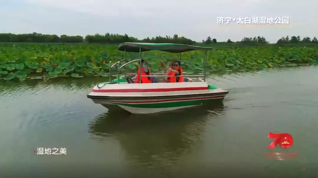 济宁任城湿地公园荷花,济宁莲花湿地