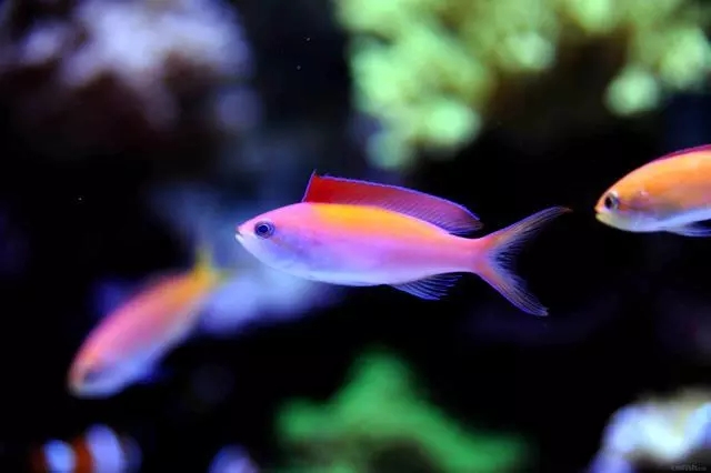 人见人爱观赏鱼,人见人爱的观赏鱼