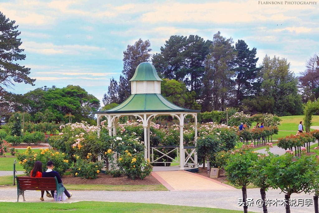 月季为什么黄叶带斑,月季浇水过多黄叶如何挽救