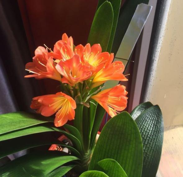 君子兰浇水不吸水怎么办,君子兰不开花浇鸡蛋液应该怎么浇