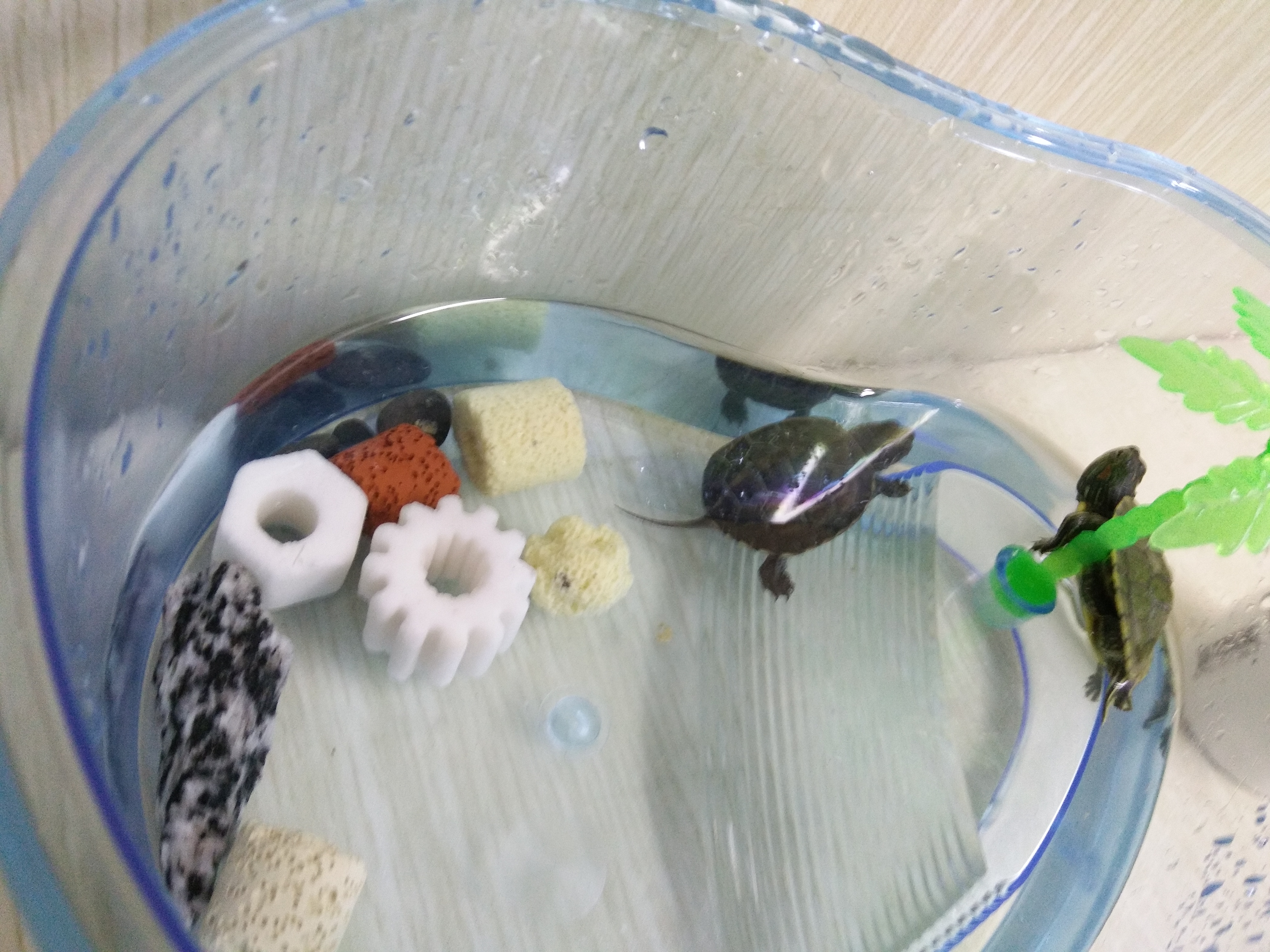 那些年我们一起养过的绿植,那些年我们一起养过的狗子