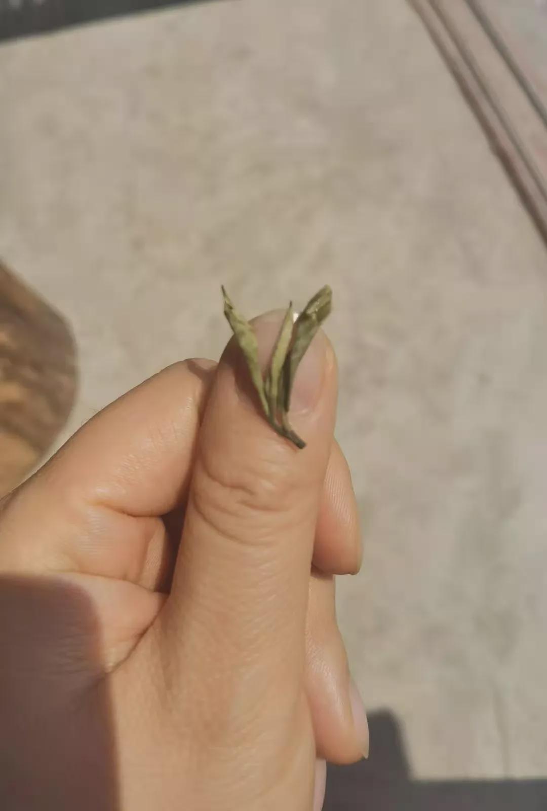 倚邦猫耳朵古树茶的口感特点,倚邦石韵茶坊猫耳朵茶