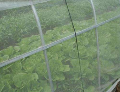 防虫网多用途,防虫网又叫什么