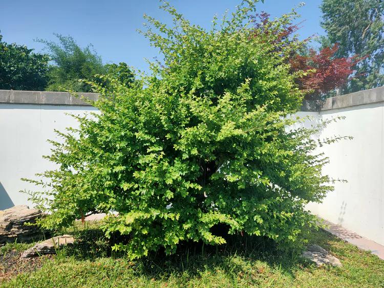 曾作为禁地，与外界隔绝二百六十多年的“玄武湖”，今日锣鼓喧天