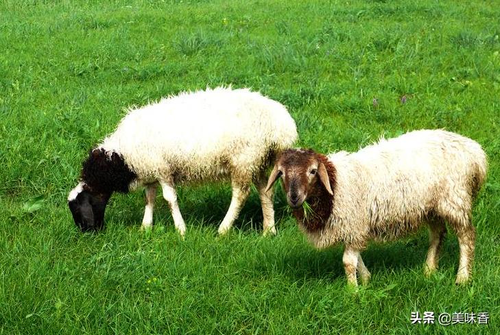 羊得了异食癖一招搞定,羊食毛癖是怎么回事