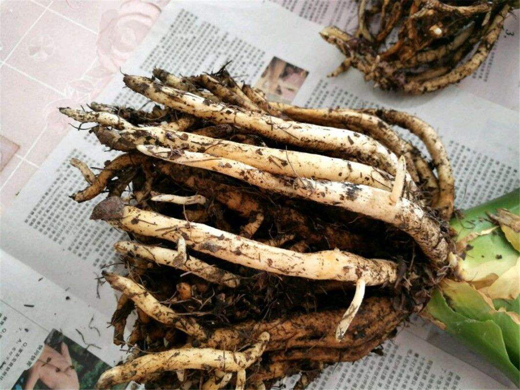 君子兰这样养每年都长得很好,君子兰养一年不开花只需放点它