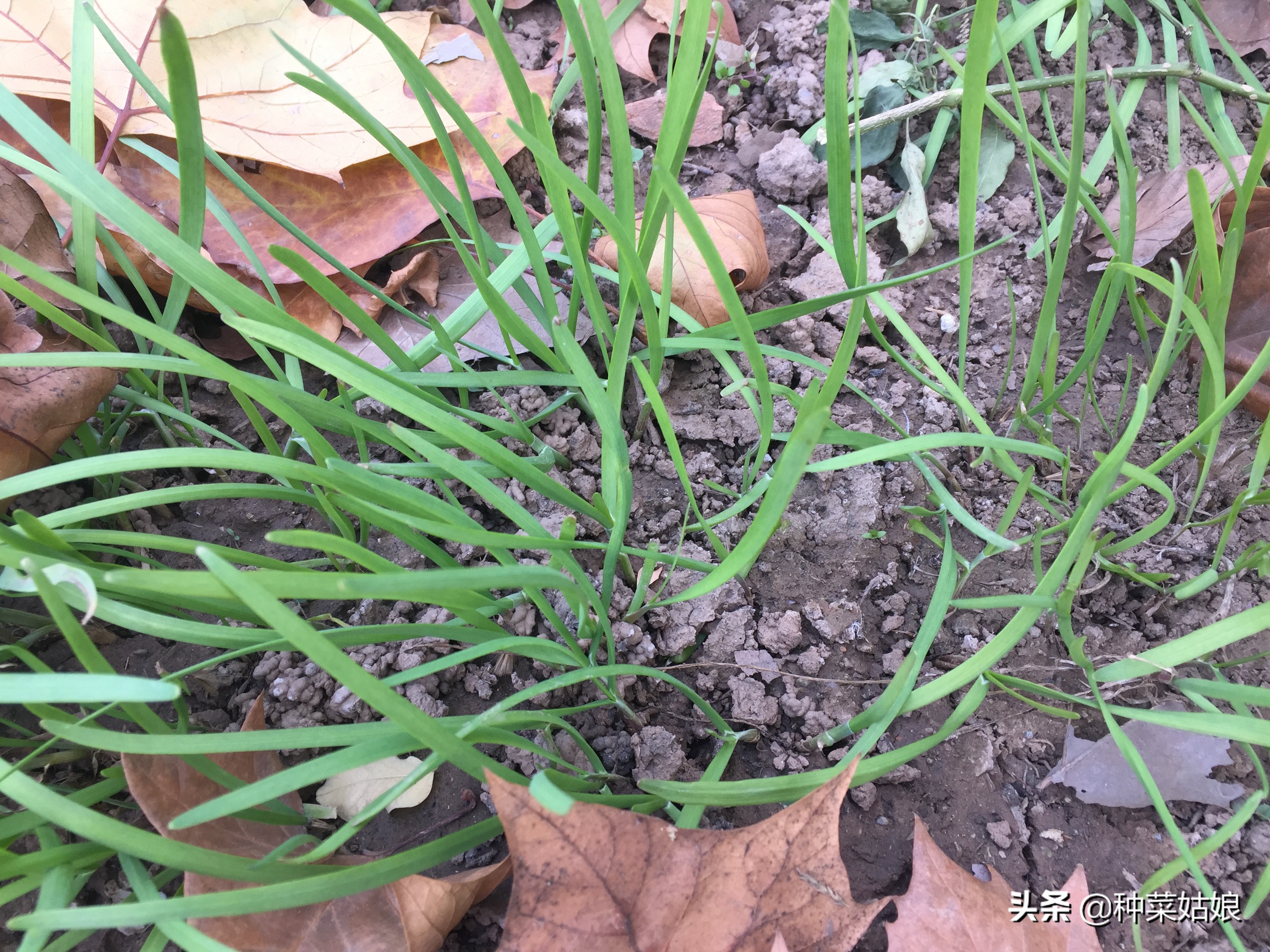 想种韭菜籽怎么样才能种好,想种韭菜提前需要准备什么