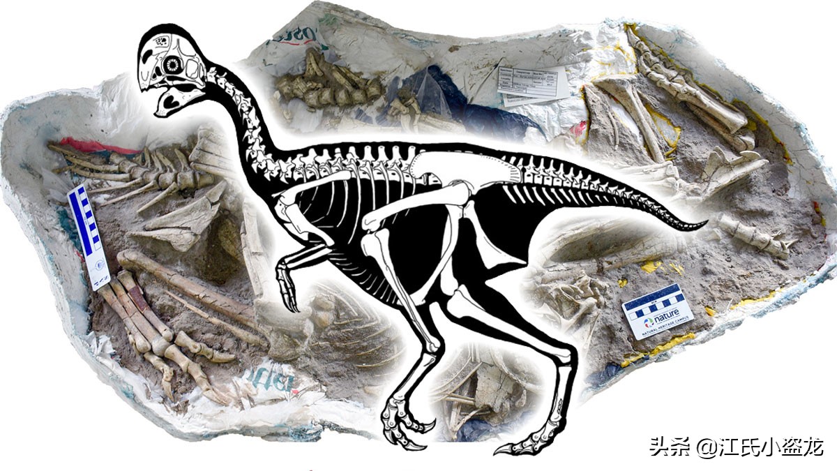 化石带有羽毛的恐龙到底是谁,随着化石而确定恐龙的样子