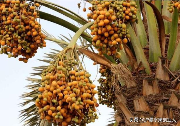 四五月份当季成熟的水果有哪些,推荐这九种当季水果千万别错过