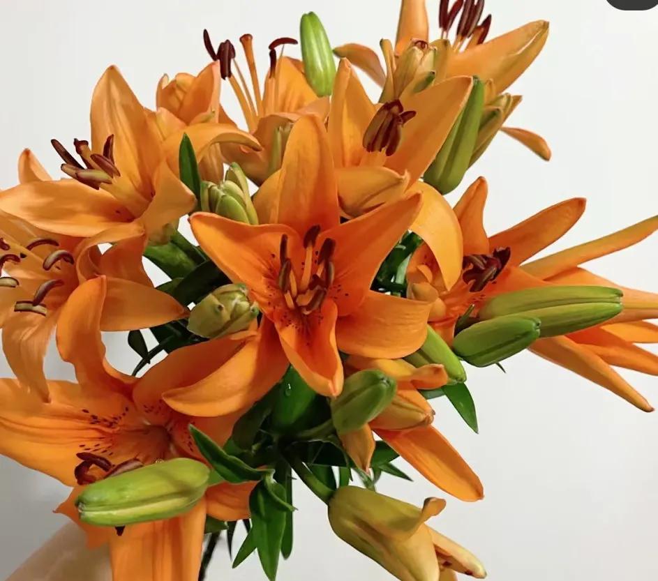 百合象征的品质精神,橙色百合的花语是什么