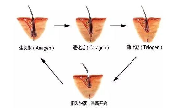 产后脱发怎么办妈妈们速速来看,产后脱发怎么办快看这里