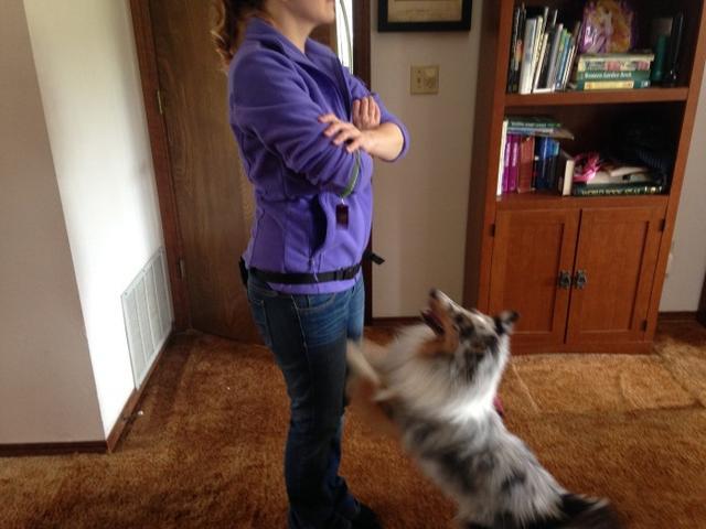 狗狗晚上老是叫该怎么办,狗狗晚上总是叫怎么训练