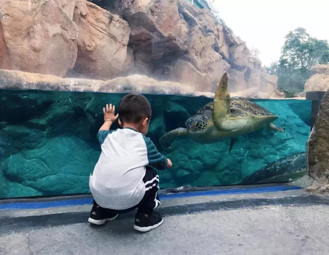 珠海长隆亲子游自由行攻略,珠海长隆亲子游攻略省钱