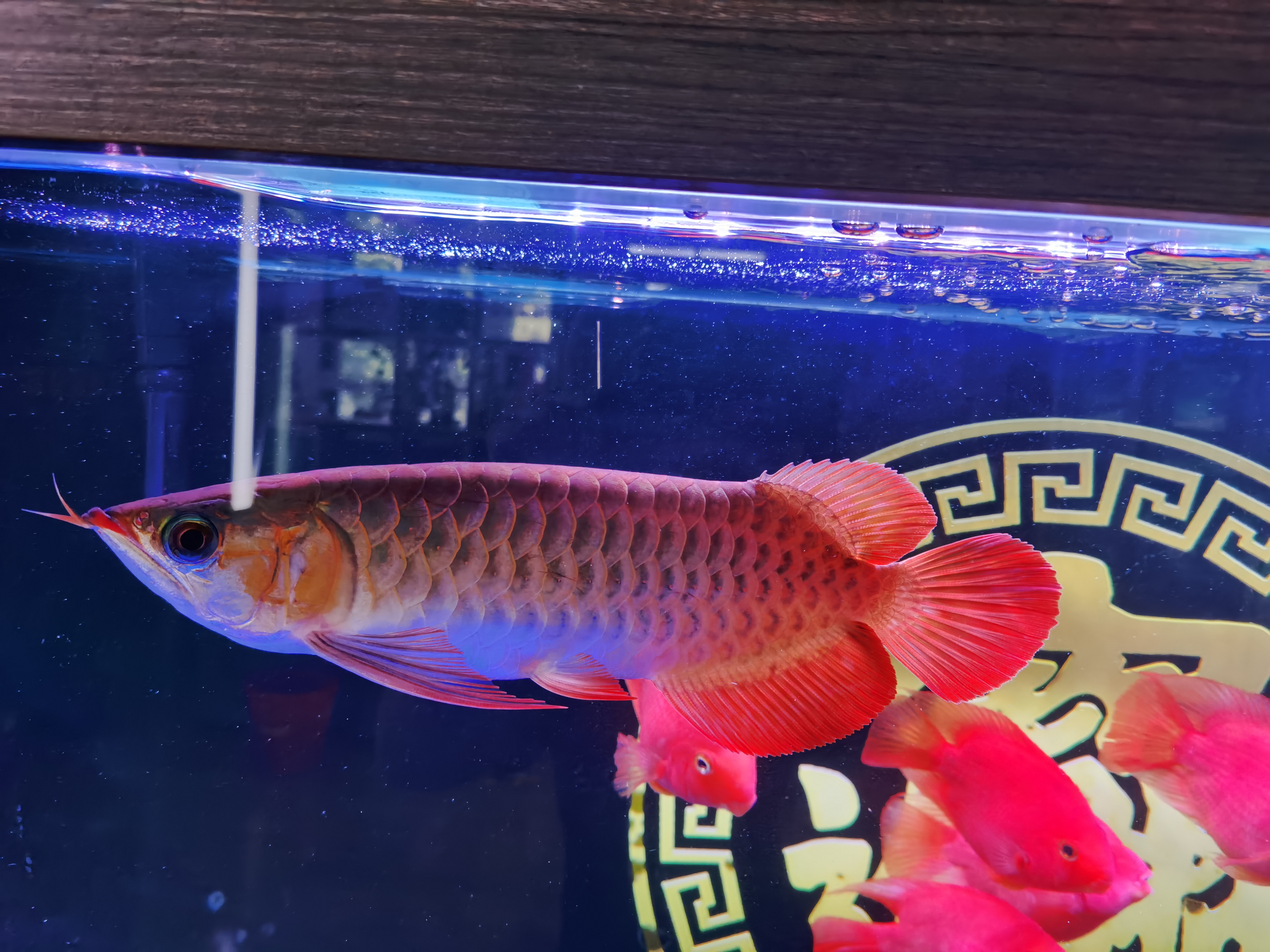 一条普通的金龙鱼一只多少钱,过背金龙鱼多少钱一条