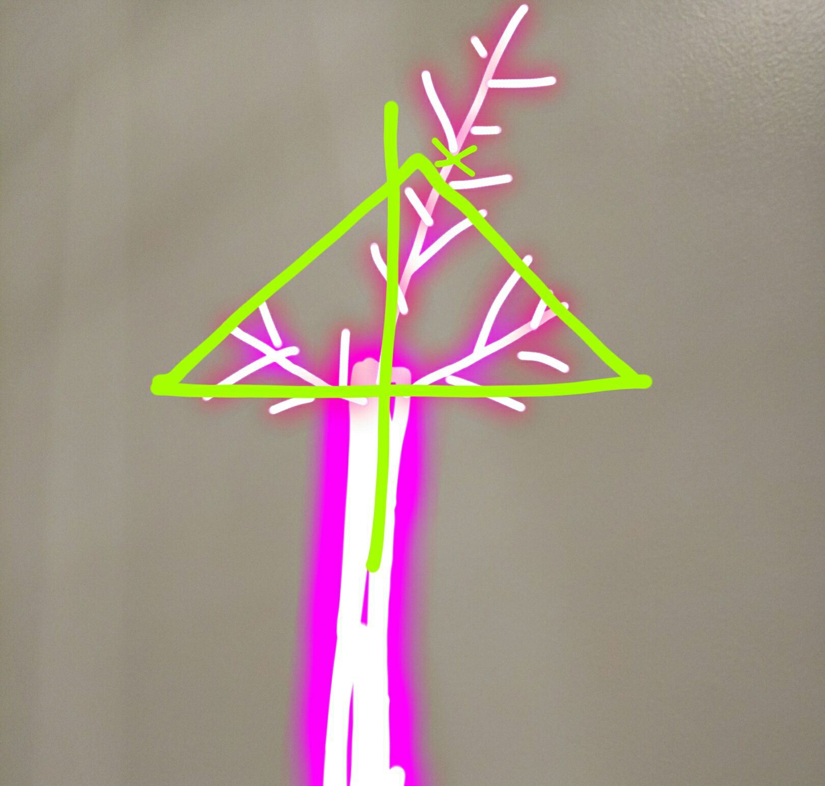 养一株树状月季一次开花好几百朵,树状月季开花耷拉头