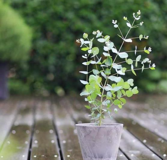 尤加利开花是什么时候,最适合盆栽的尤加利品种