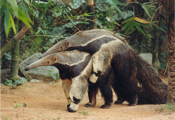巨大食蚁兽的舌头,大食蚁兽的特点