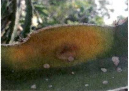 火龙果常见病害用药指导视频版,火龙果细菌性软腐病